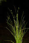 Appalachian sedge